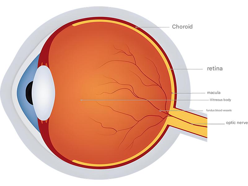 Anatomical diagram of the human eye showing the cornea, lens, retina and photoreceptor cells